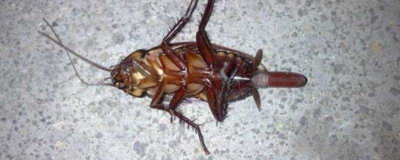 蟑螂喷雾多久杀死蟑螂?
